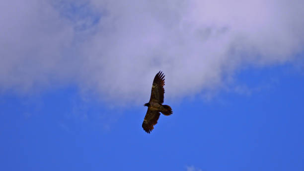 istock Eagle soaring in the sky,China,Asia. 2187655001