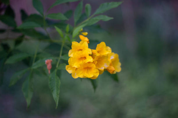 Corn Marigold flowering in Summer in Pembrokeshire, Wales. This flower is virtually extinct in the wild.