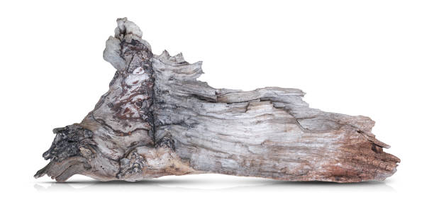 istock Tree trunk, branch tree dry cracked dark bark isolated on white background. clipping path 2187657342