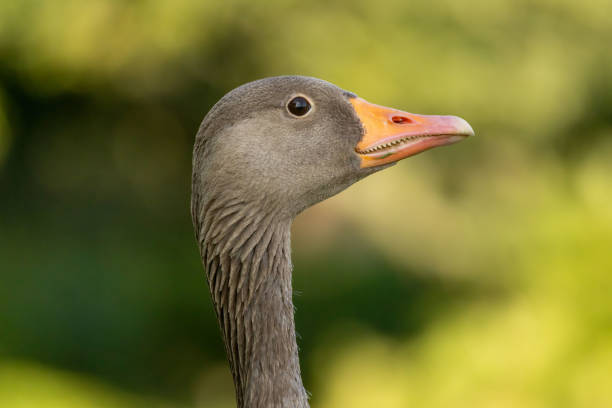Graylag geese (Anser anser) in a natural habitat