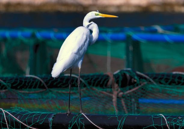 istock Great White Egret (Ardea alba) in a natural habitat 2187657991
