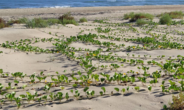 istock Coastal Morning Glory vine plant growing on a sandy beach 2187658157
