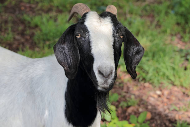 istock Close up of a Goat 2187658398