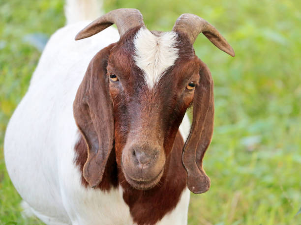 istock Close up of a Goat 2187658400