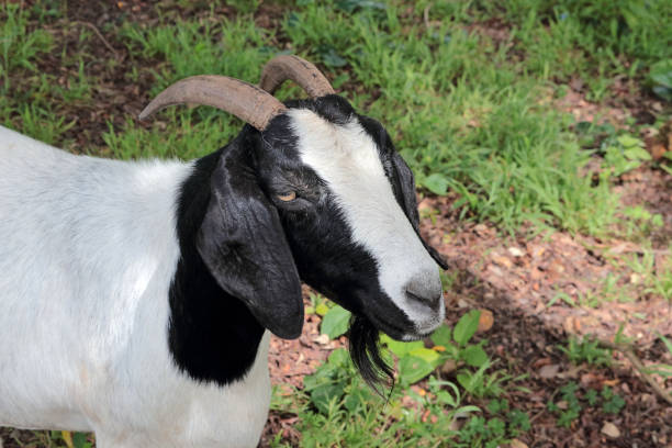istock Close up of a Goat 2187658402