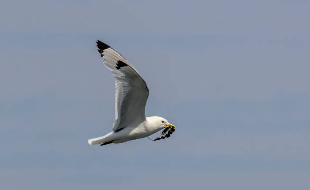 istock Kittiwake (Rissa tridactyla) in a breeding season in UK 2187658422