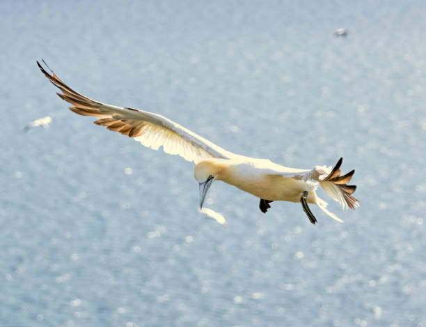 istock Northern Gannet on breeding rocks of Bempton cliffs, UK 2187658785