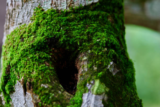istock Close-up of moss growing on tree trunk 2187658887