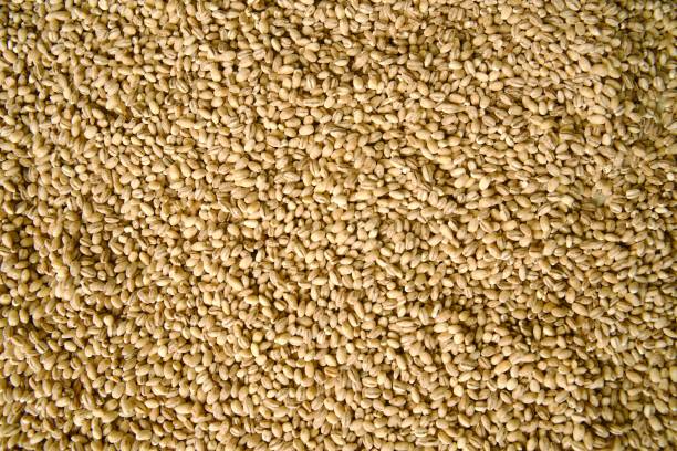 A close-up view of barley grains, highlighting their natural texture and soft beige color. The image emphasizes the simplicity and organic appeal of this nutritious whole grain, ideal for themes related to healthy eating and sustainable food.