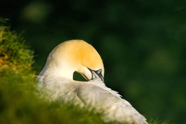 Northern Gannet on breeding rocks of Bempton cliffs, UK