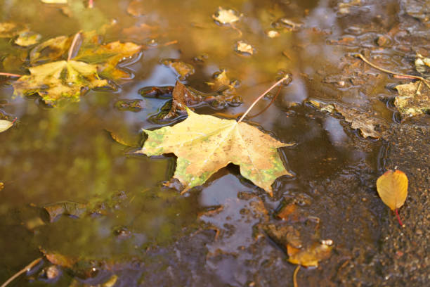 Leaf is floating in a puddle of water. The leaf is yellow and brown. The water is murky and dirty