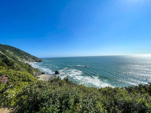 istock Redwood Coast - July 2187660744