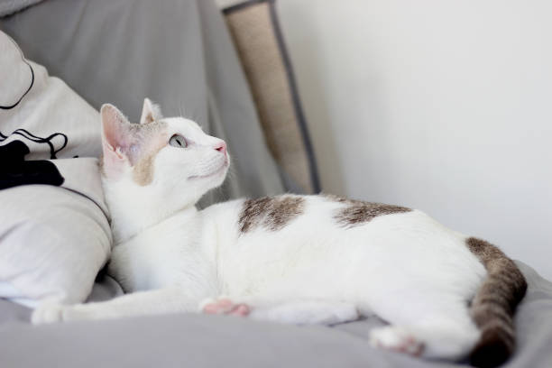 istock The cat lay on the gray sofa and look at something 2187660943