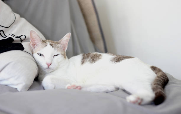 The cat lay on the gray sofa and wink eye