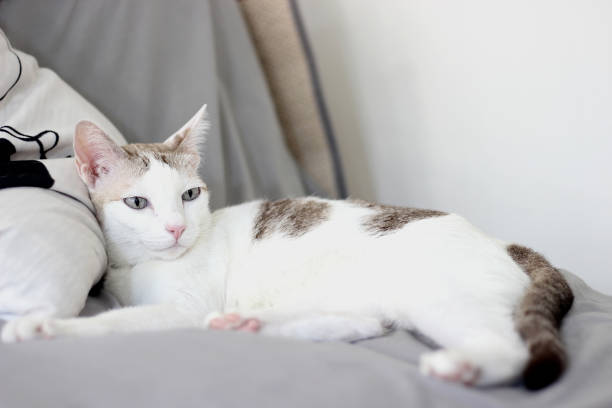 istock The cat lay on the gray sofa 2187660952