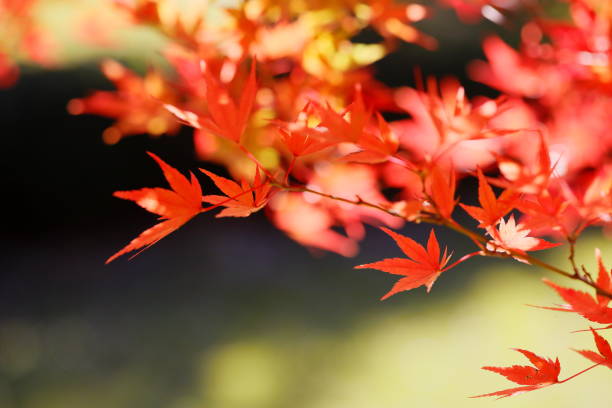 istock Autumn leaves in nara 2187661079