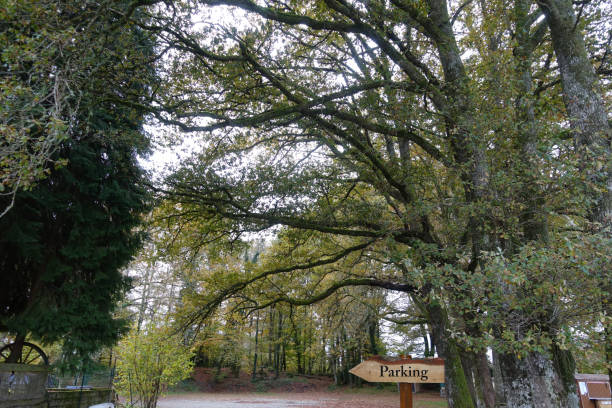 istock Directional parking arrow in a tree-lined free area  Autumn season 2187661312