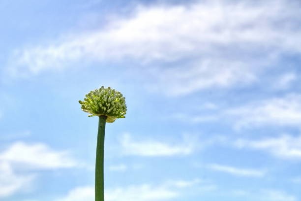 A single onion flower (leek flower) blooming against the blue sky