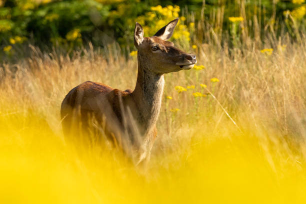 istock Red deer (Cervus elaphus) in Richmond park, London, UK 2187662204