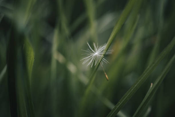 Floating dandelion seed - a symbol of freedom and lightness