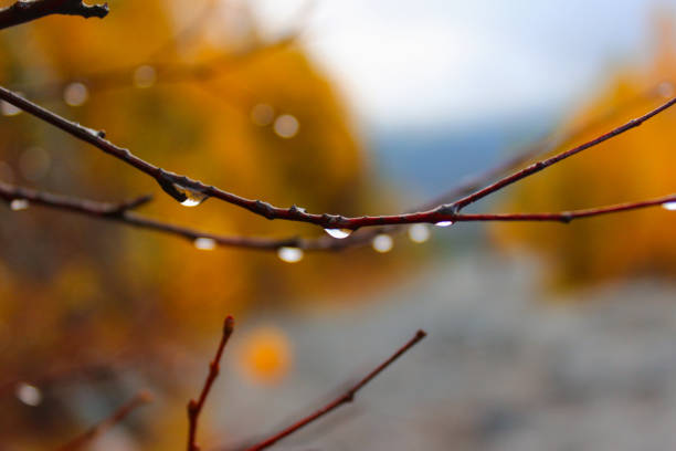 water drops on bare tree branches with autumn colors bokeh background