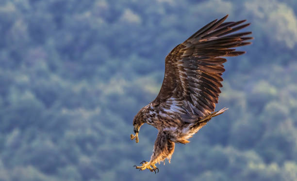 istock White-tailed Sea eagle sitting on feeding station 2187663567