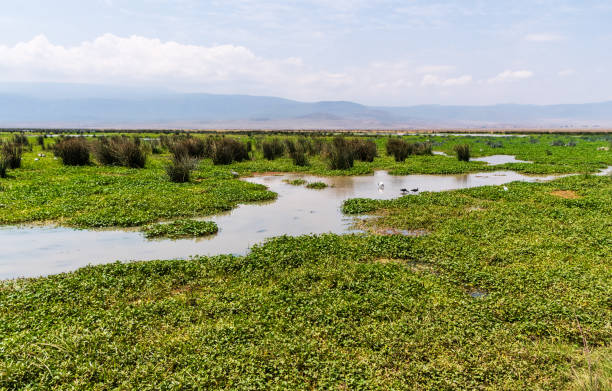 istock The Ngorogoro Crater Landscape 2187663739