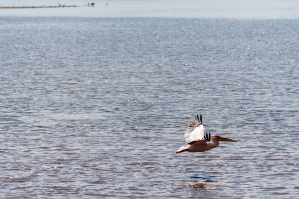 Telephoto of a Great White Pelican -Pelecanus onocrotalus- in flight over Lake Nakuru national park, Kenya