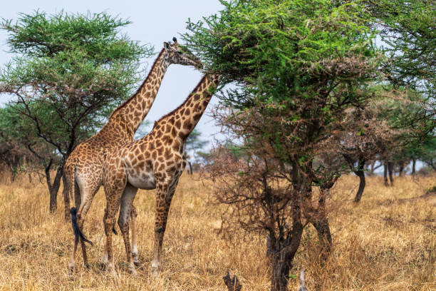 istock Masai Giraffe in the Serengeti 2187663776