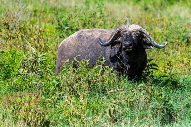 istock Buffalos in Lake Nakuru National park 2187663787
