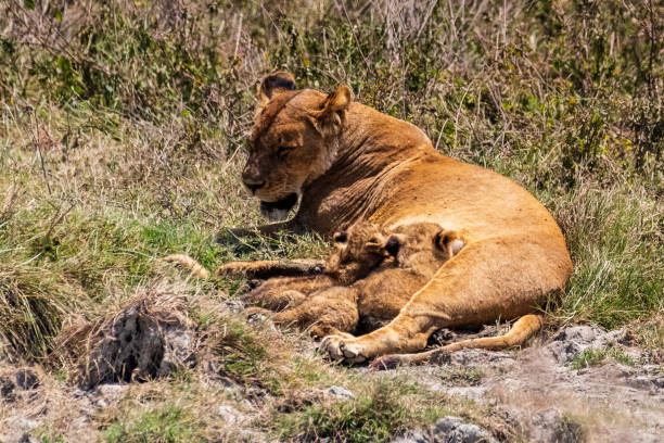 istock Lion Cubs in the Ngorogoro Crater 2187663795