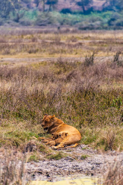 istock Lion Cubs in the Ngorogoro Crater 2187663807