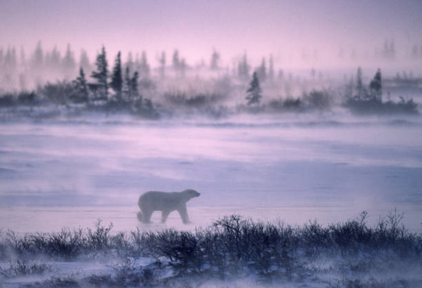 Canada Manitoba. Churchill Falls, single polar bear in wind storm.