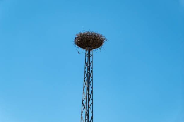 structure with a stork's nest - sokak aydınlatması lar stok fotoğraflar ve resimler