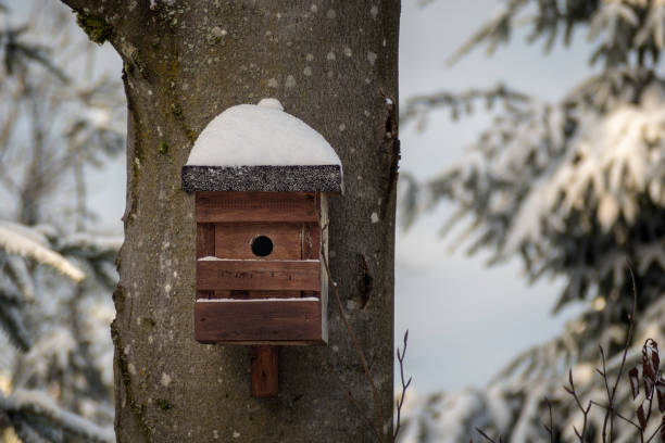 Wooden bird house with snow covered roof hanging on tree in winter, shallow depth of field