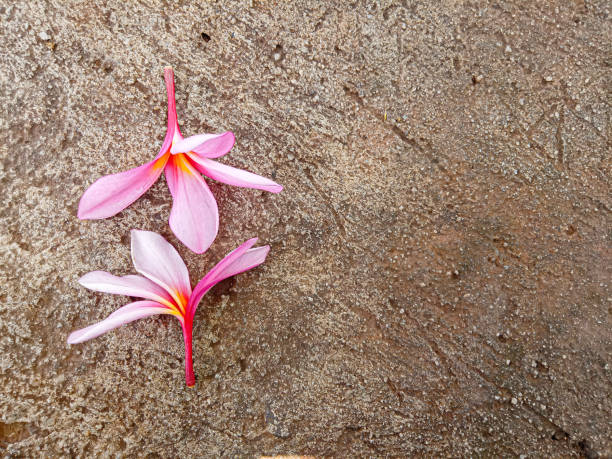 istock two frangipani flowers with wall background 2187665528