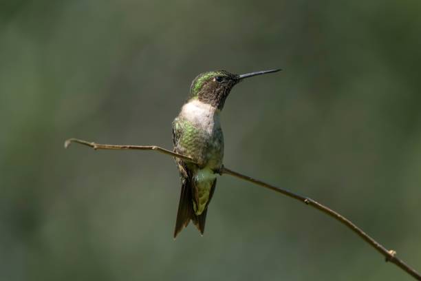 istock Hummingbird on a branch 2187665825