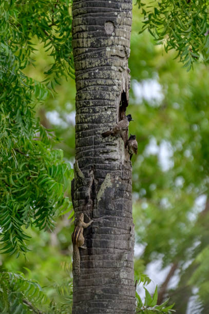 istock Beautiful bird's of srilanka 2187669776