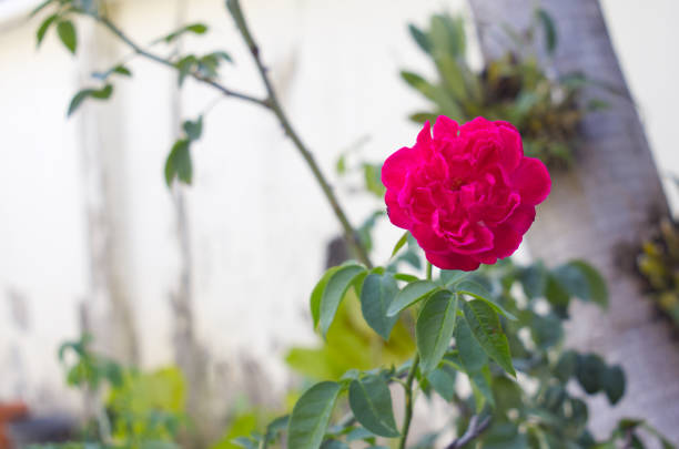Close up of red rose in natural light, nature background