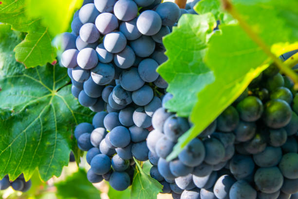 istock Large bunche of red wine grapes in summer vineyard. 2187670918