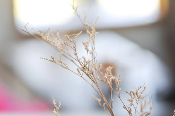 caspia flowers or dried flowers in the vase
