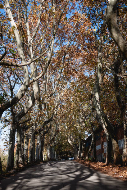 istock French plane trees line the avenue 2187673812