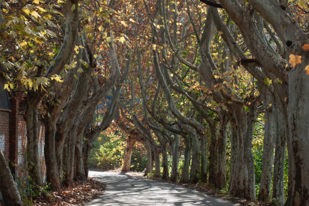 French plane trees line the avenue