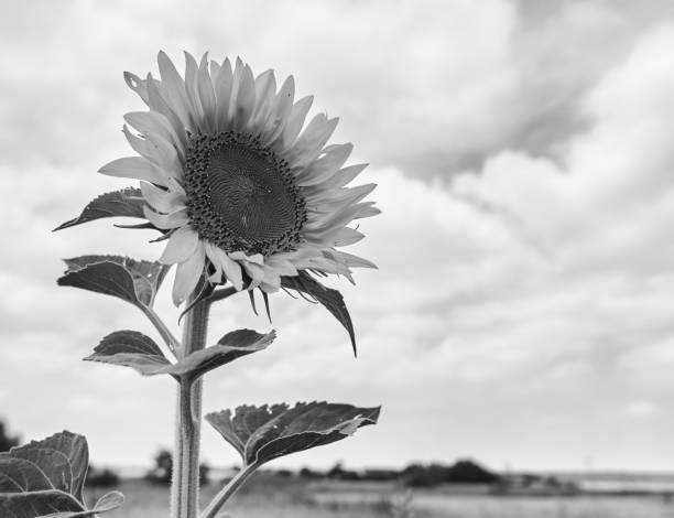 istock sunflower grows on a farm outside the city 2187674008