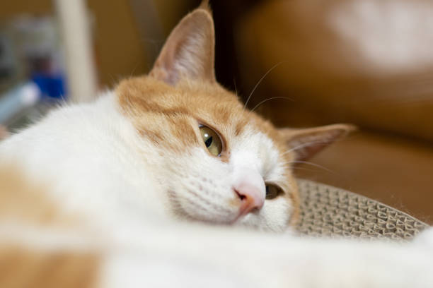 Cat relaxing in the room