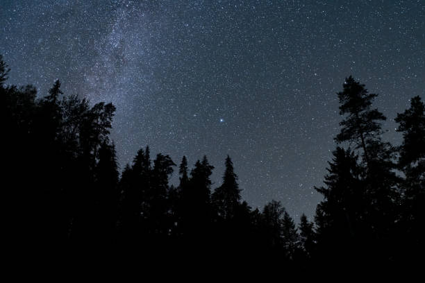 istock Night forest. Silhouettes of trees and milky way. 2187676328