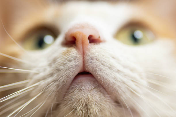 Photographing a cat's mouth with a macro lens