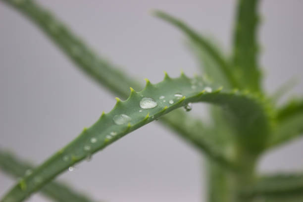istock Fresh Aloe Vera Plant with Dewy Leaves 2187677692