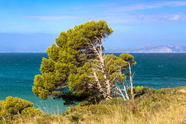 Pine tree in the bay of Es Calo near Betlem, Island of Mallorca, Spain