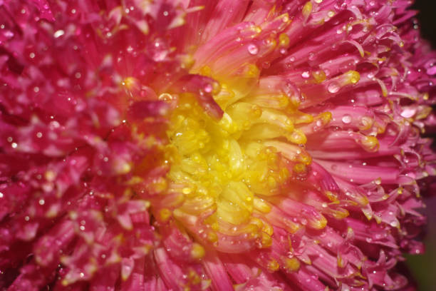 flowers in the garden